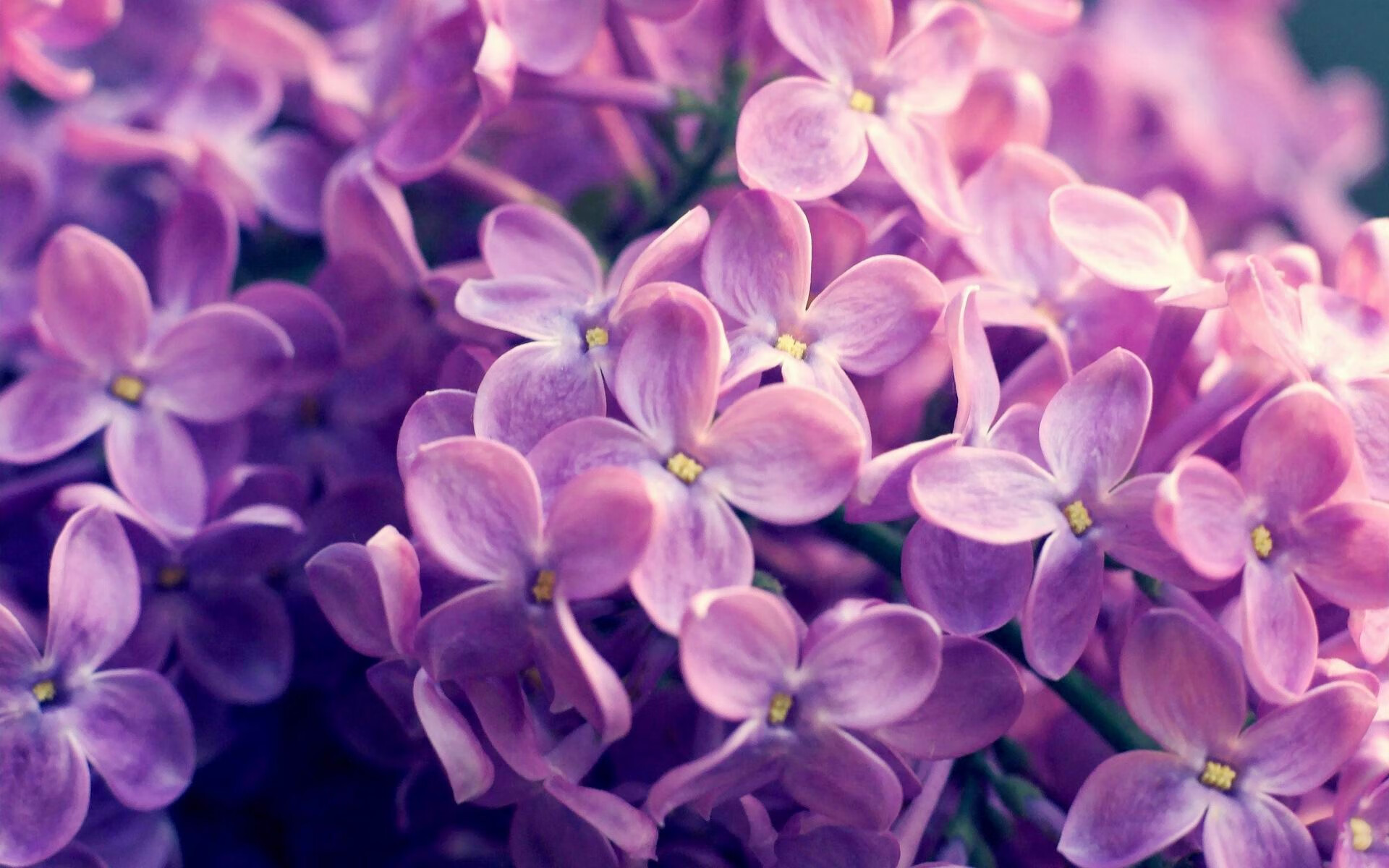 《每日邮报》:荷兰女足在预选赛中表现出色,荷兰女足无冕之王