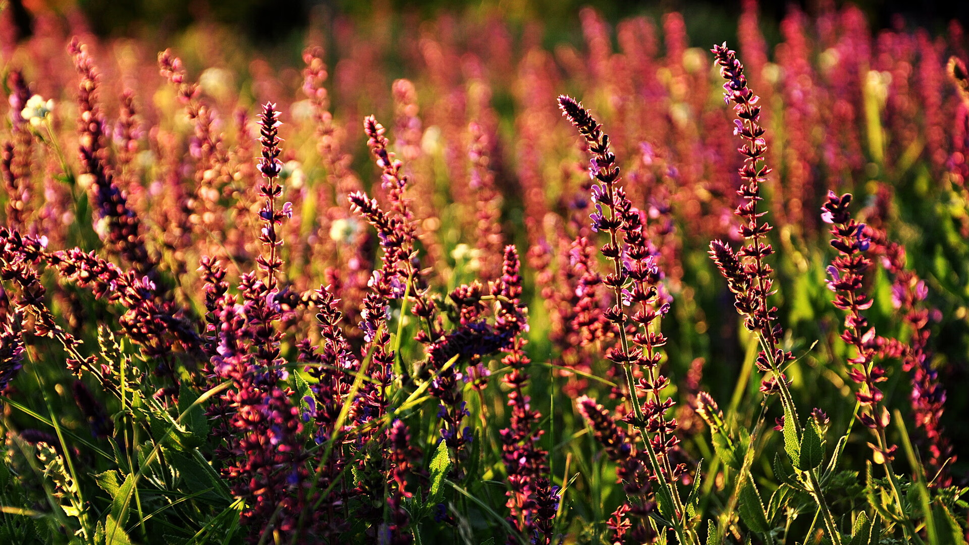 开云体育博彩-外援风头无两，助力球队实现完美逆袭，外援协助