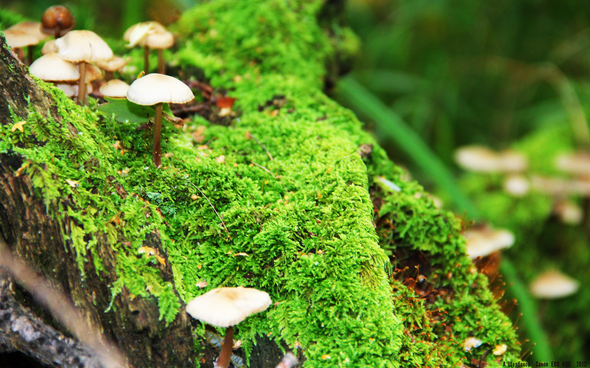 洛阳铁卫后场发威,助球队取得胜利,洛阳铁锨