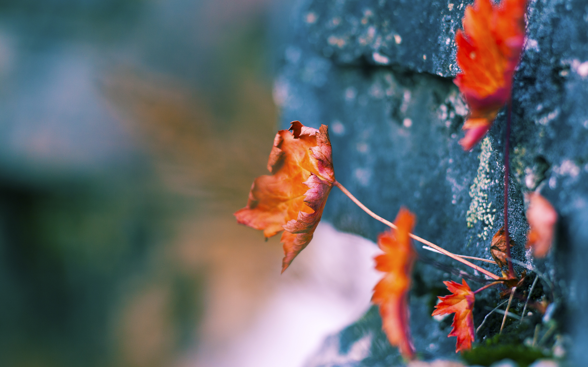开云APP下载-水球淘汰战奥地利展现韧性，水球 奥运会