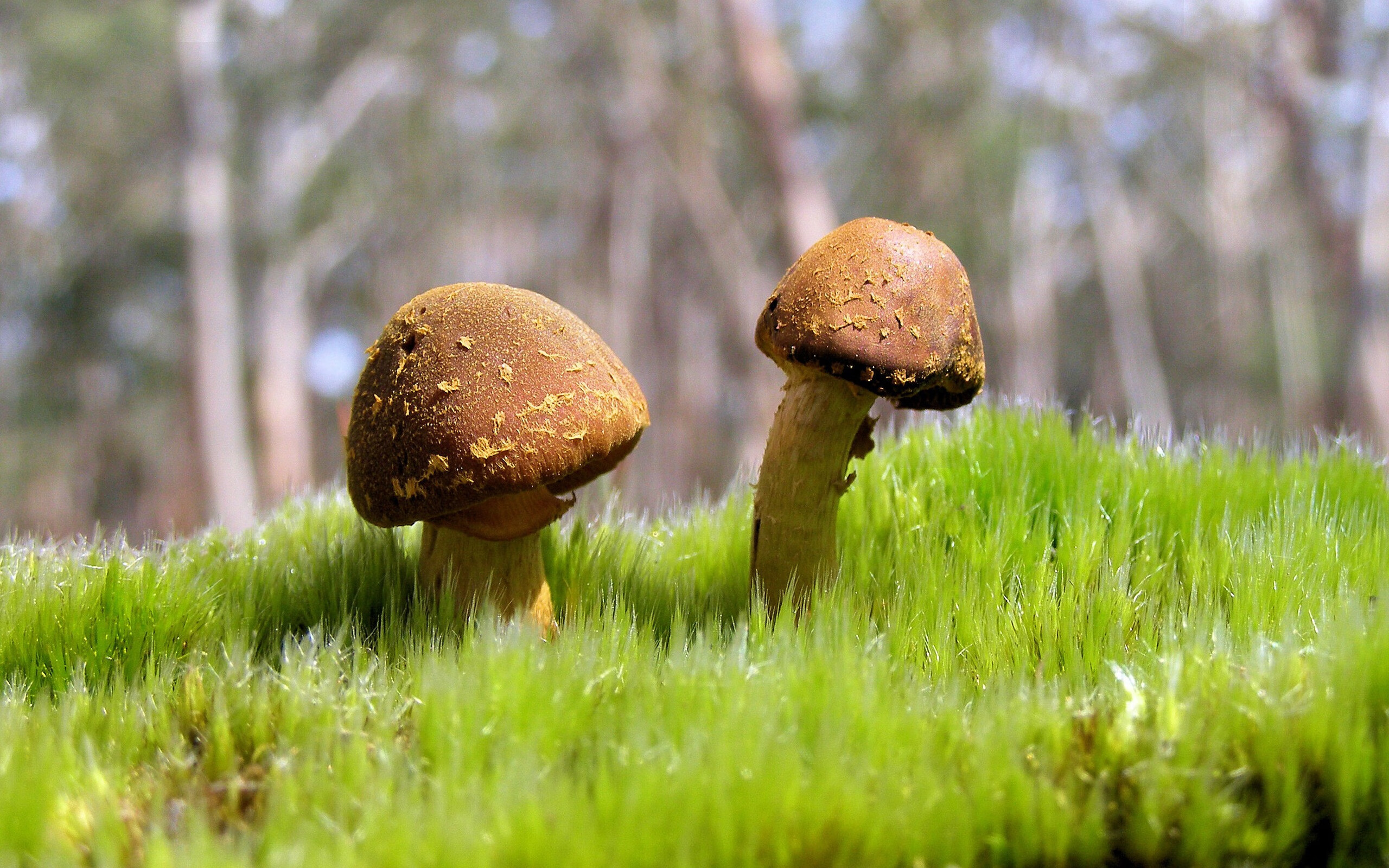 电子竞技全球赛事回放，电子竞技赛事看点